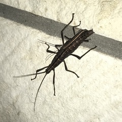 Anisomorpha buprestoides