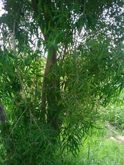 Sapium haematospermum