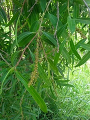 Sapium haematospermum