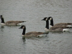 Branta canadensis