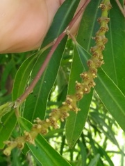 Sapium haematospermum