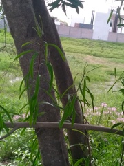 Sapium haematospermum