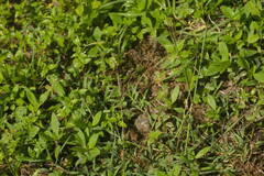 Bothriochloa pertusa