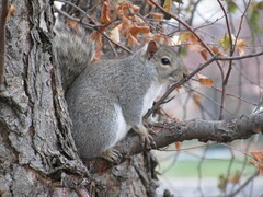 Sciurus carolinensis