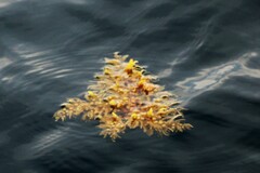 Sargassum fluitans