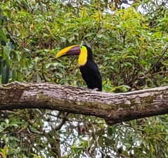 Ramphastos ambiguus