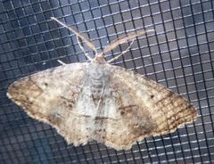 Melanolophia
