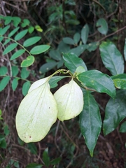 Mussaenda formosanum
