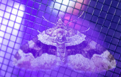 Xanthorhoe lacustrata