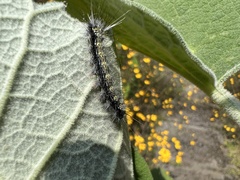 Arctiinae