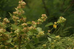 Malvastrum americanum