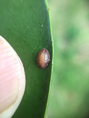 Pulvinaria floccifera