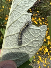 Arctiinae