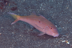 Parupeneus heptacantha