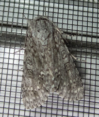 Acronicta impleta