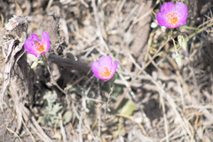 Cistanthe grandiflora