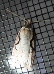 Semioscopis packardella