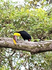 Ramphastos ambiguus