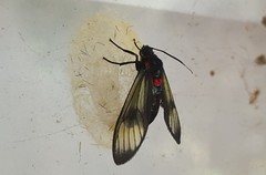 Euchromiina