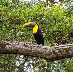Ramphastos ambiguus