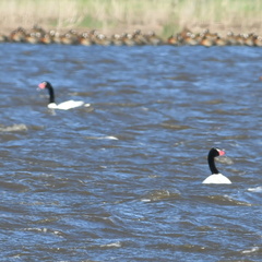 Cygnus melancoryphus