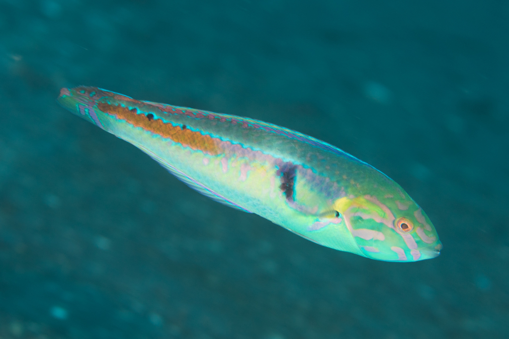 Checkerboard wrasse (Halichoeres hartzfeldii) — Labridae