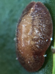 Pulvinaria floccifera