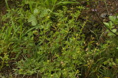 Stylosanthes viscosa