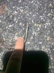Thamnophis saurita