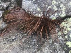 Oreojuncus trifidus