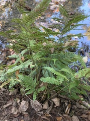 Dryopteris erythrosora