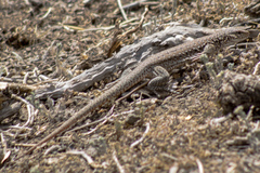 Callopistes maculatus