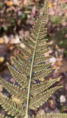 Macrothelypteris torresiana