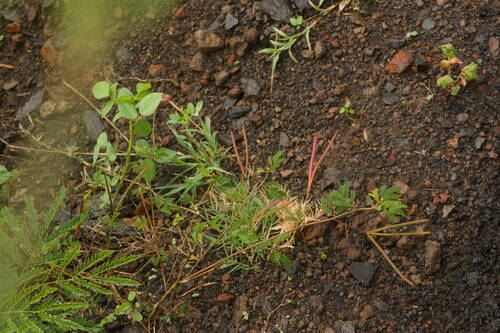 Desmanthus pernambucanus iNat (2)