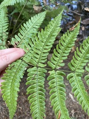 Dryopteris erythrosora