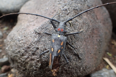 Batocera rosenbergi