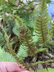 Dryopteris erythrosora