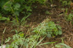 Melinis repens
