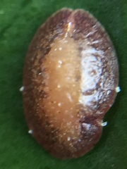 Pulvinaria floccifera