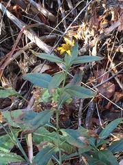 Helianthus californicus