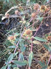 Helianthus californicus