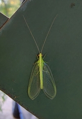 Chrysoperla carnea