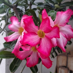 Adenium