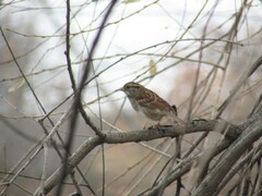 Zonotrichia albicollis