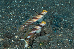 Stonogobiops nematodes