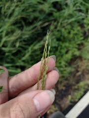 Digitaria bicornis