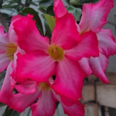 Adenium