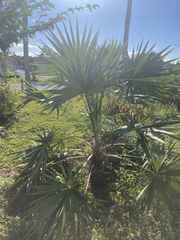 Leucothrinax morrisii