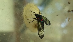 Euchromiina