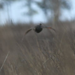 Rhynchotus rufescens